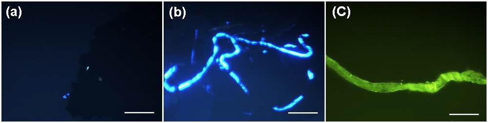 순수한 MWCNT, DNA-고정화된 MWCNT, 그리고 단백질이 고정화된 MWCNT의 형광현미경 사진.