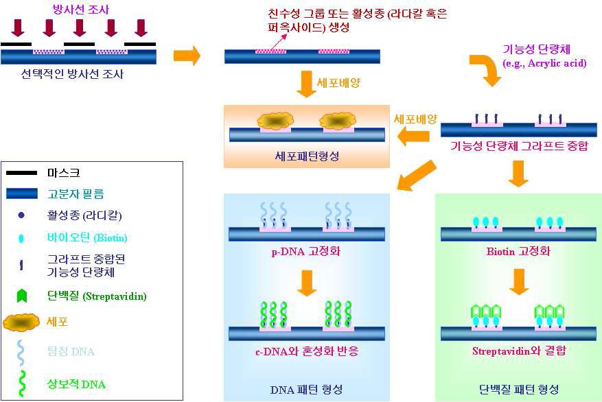 이온주입에 의한 고분자 재료에 생체분자패턴 형성 모식도