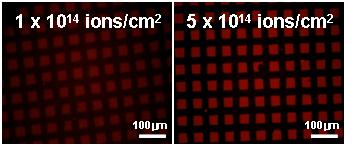 선택적으로 이온주입된 PET 기판위에 형성된 탄저균 DNA 패턴의 형광 현미경 사진.