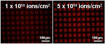 선택적으로 이온주입된 PET 기판위에 형성된 간암표지자(AFP) 패턴들의 형광 현미경 사진.