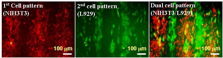 Pluronic 선택적으로 고정화된 폴리스티렌(PS) 기판위에 형성된 이종세포패턴의 현미경 사진.
