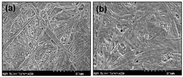 제조된 수용성 CNT 잉크를 이용하여 종이위에 8회 반복 분사를 통해 얻어진 CNT 네트워크 (a) 및 20회 반복 분사를 통해 얻어진 CNT 네트워크 (b) 의 SEM 사진.