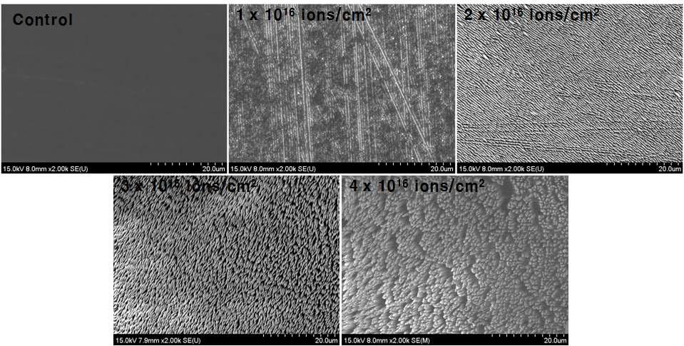 순수한 것과 다양한 이온빔 조사량(ions/cm2)들에서 조사된 PFA의 주사현미경(SEM) 사진들.