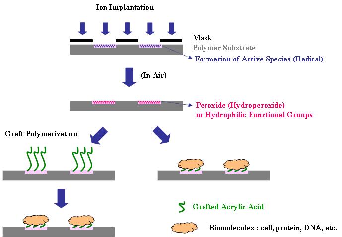 이온주입에 의한 고분자 재료의 표면 개질