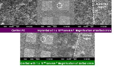 이온주입과 그라프트 반응에 따른 PE의 SEM 사진