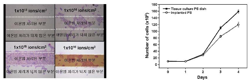 다양한 이온주입조건하에서 표면개질된 PS의 패턴형성과 PS의 세포성장곡선.