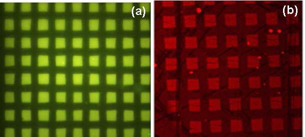 (a) PE-g-PAAc에 형성된 FA 패턴의 형광현미경 사진; (b) PE-g-PAAc에 형성된 단백질(streptavidin) 패턴의 공초점현미경 사진