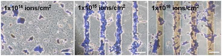다양한 조건하에서 선택적으로 이온빔 조사된 PVC 표면에 세포 패턴 형성