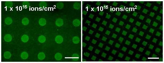 선택적으로 이온주입된 PCL 표면에 형성된 단백질(streptavidin) 패턴의 형광 현미경 사진