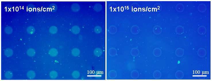선택적으로 이온주입된 PET 표면에 형성된 DNA 패턴의 형광 현미경 사진