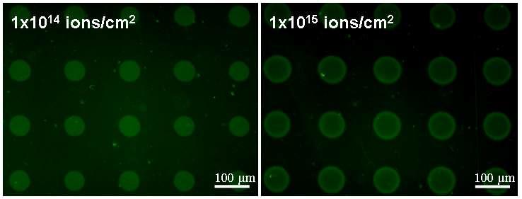 선택적으로 이온주입된 PET 표면에 형성된 단백질(streptavidin) 패턴의 형광 현미경 사진