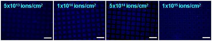 다양한 이온주입 조건하에서 선택적으로 폴리아크릴산이 그라프트 된 PVDF (PVDF-g-PAAc) 표면에 형성된 DNA패턴들의 형광현미경 사진