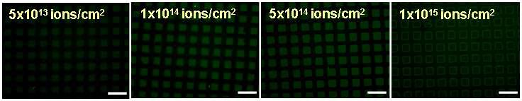 다양한 이온주입 조건하에서 선택적으로 폴리아크릴산이 그라프트 된 PVDF (PVDF-g-PAAc) 표면에 형성된 단백질(streptavidin) 패턴들의 형광 현미경 사진