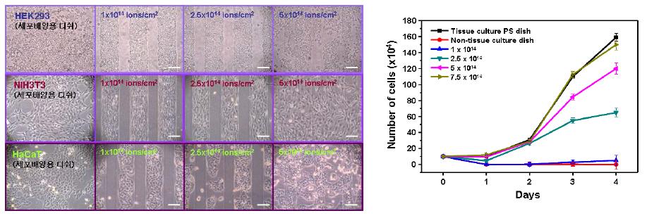 다양한 이온주입 조건에서 형성된 Pluronic 패턴들을 이용한 다양한 세포들에 대한 비특이성 흡착 방지 및 표면개질된 Pluronic의 세포성장 곡선