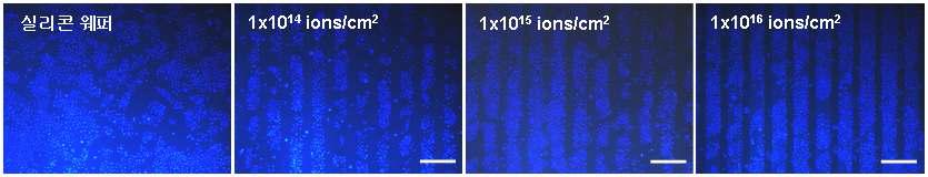 다양한 이온주입조건에서 형성된 PHS 패턴들을 이용한 HaCaT 세포주에 대한 비특이성 흡착 방지