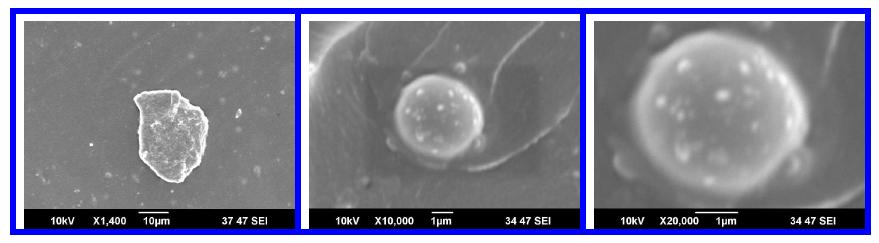 그림 4-16. SEM image of conducting ball in cured RF-1001.