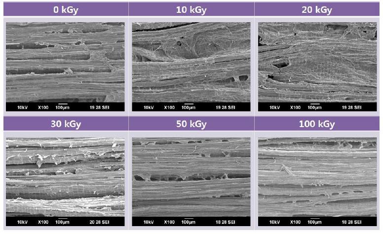 그림 7-4. SEM images of kenaf fibers as a function of the electron beam irradiation from 0 to 100 kGy. (x100)