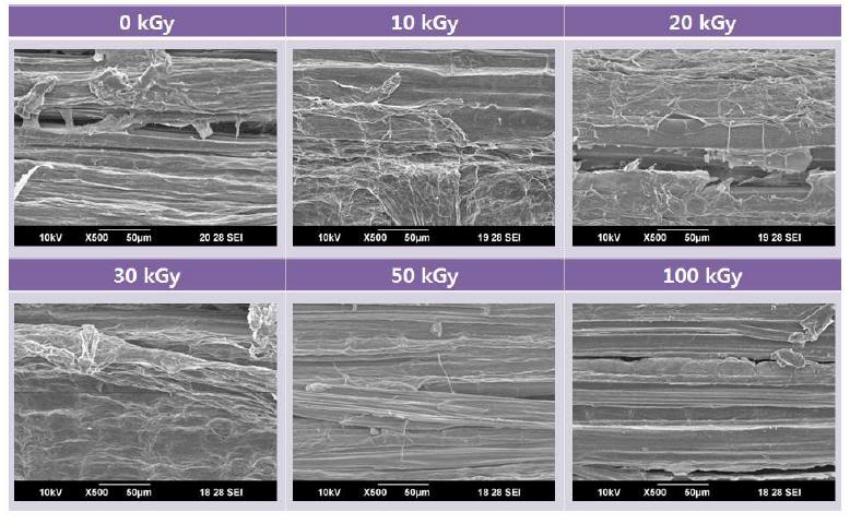 그림 7-5. SEM images of kenaf fibers as a function of the electron beam irradiation from 0 to 100 kGy. (x500)