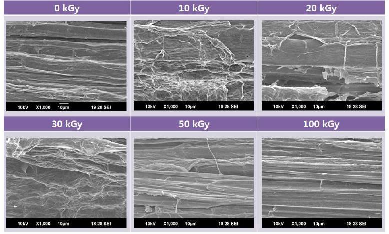 그림 7-6. SEM images of kenaf fibers as a function of the electron beam irradiation from 0 to 100 kGy. (x1,000)