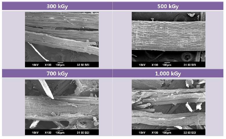그림 7-7. SEM images of kenaf fibers as a function of the electron beam irradiation from 300 to 1,000 kGy. (x100)