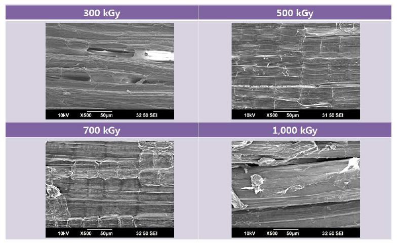 그림 7-8. SEM images of kenaf fibers as a function of the electron beam irradiation from 300 to 1,000 kGy. (x500)