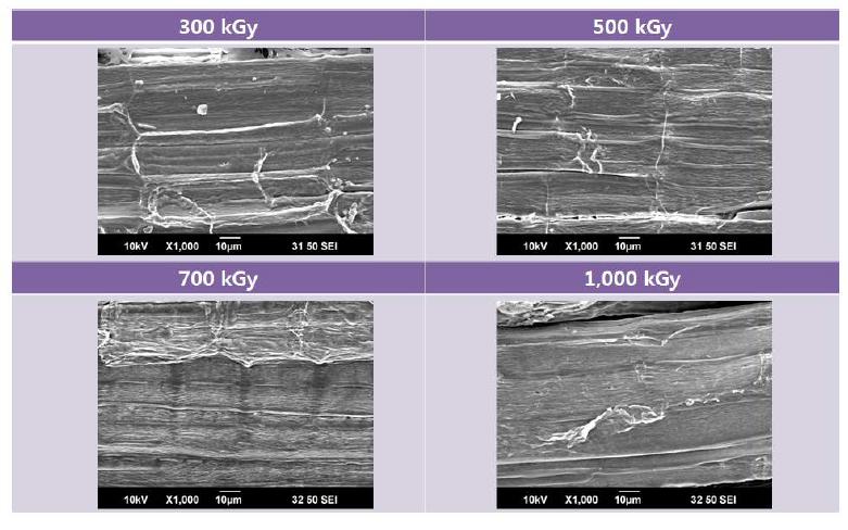 그림 7-9. SEM images of kenaf fibers as a function of the electron beam irradiation from 300 to 1,000 kGy. (x1,000)