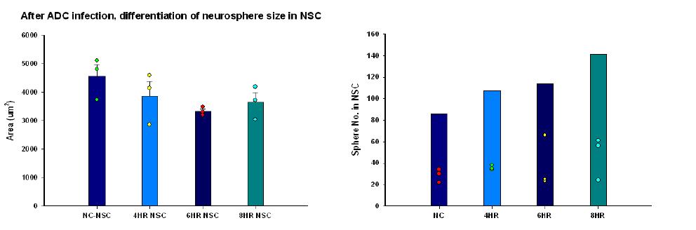 2D area and numbers of NSC neurosphere at single focus