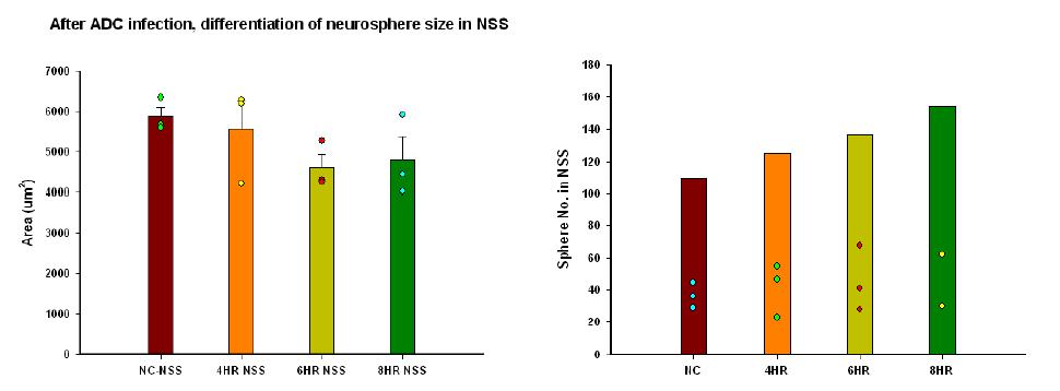 2D area and numbers of NSC neurosphere at single focus