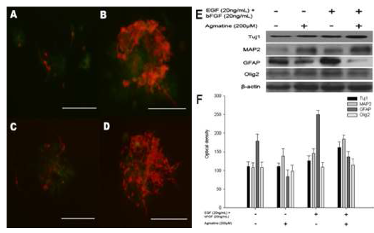 Agmatine enhances neurogenesis and suppresses astrogenesis.