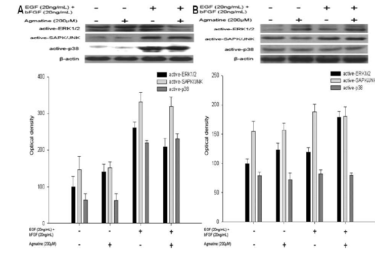 Agmatine enhances neurogenesis by increasing ERK1/2 activation.