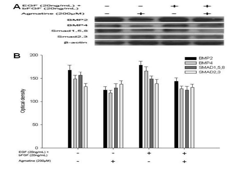 Agmatine suppresses BMP2 and 4 expression.