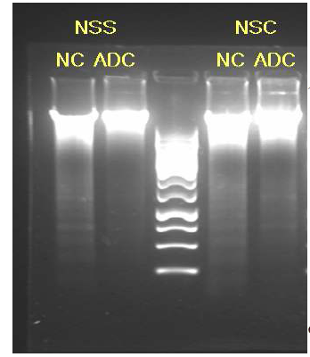 DNA ladder analysis