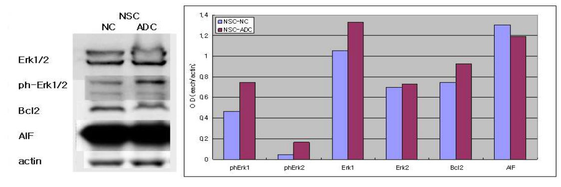 Immunoblotting of ADC overexpressed NS cells and normal NS cells 4hrs after H2O2 injury