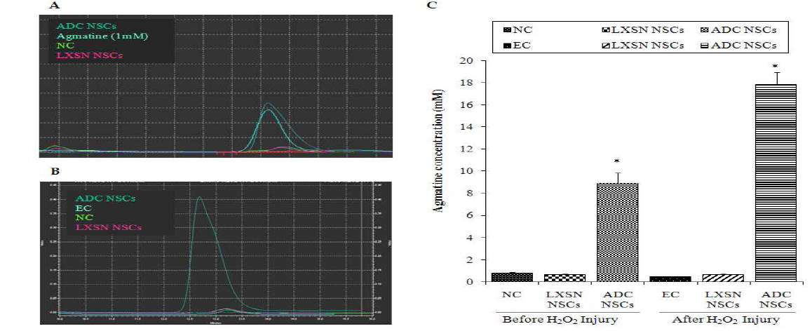 HPLC를 사용한 H2O2 손상 전후에 아그마틴의 측정.