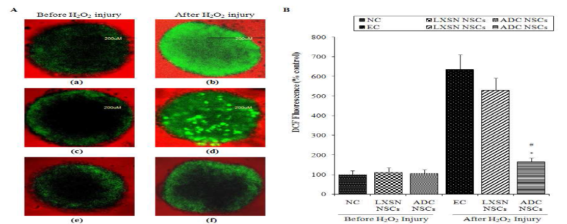 Reactive oxygen species (ROS)의 측정에 대한 DCF-DA 과 형광분석.