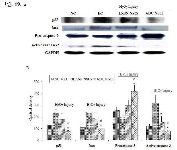 H2O2 손상후 NSC에서 세포 사멸 단백질 정량 분석.