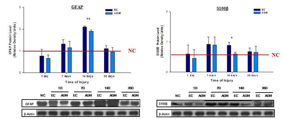 Western blot (GFAP. S100β)