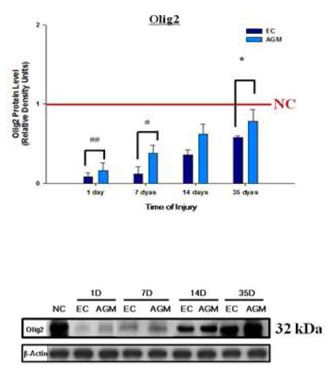 Western blot (Olig-2)