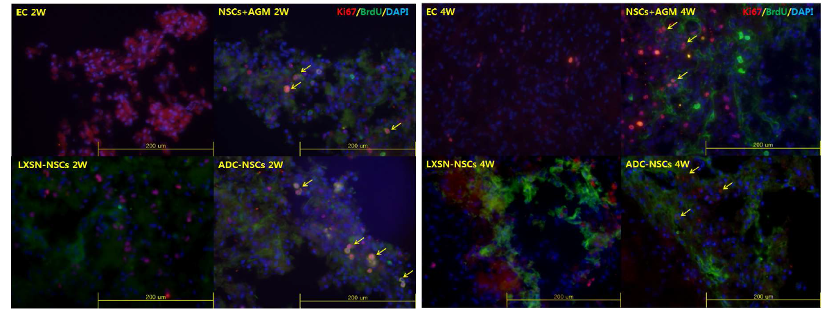 1) Ki67/BrdU-positive cells in ischemic area (2week, 4week after MCAO injury)