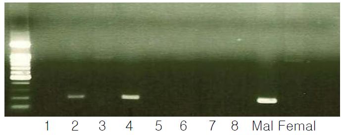 확립된 개 태아조직 세포주의 SRY PCR 결과.
