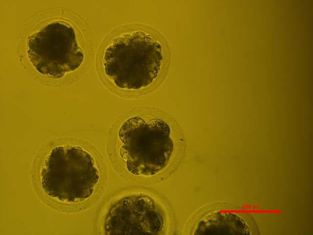 확립된 세포주를 이용하여 체세포 핵이식을 실시하여 분할된 embryo