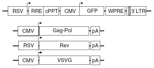 Schematic representation of the third generation lentiviral system.