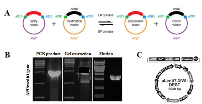 Cloning of APPswedish-type gene of lentiviral vector.