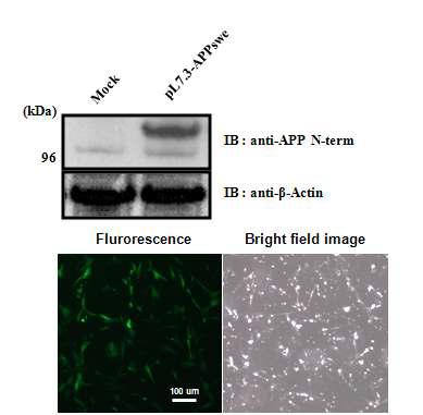 알츠하이머 질환 유전자의 개 태아섬유아세포내의 발현 위) Western blot을 이용한 APPswedish 단백질 발현 확인. 아래) 리포터 유전자의 발현 확인
