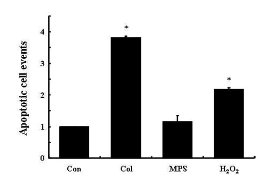 Col과 MPS의 apotosis 분석