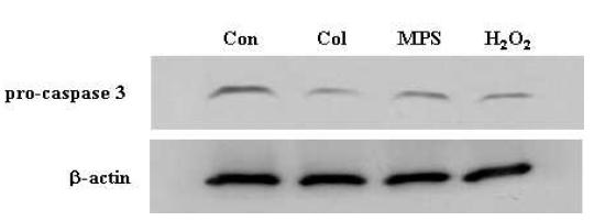 Col과 MPS의 caspase 3 활성 비교