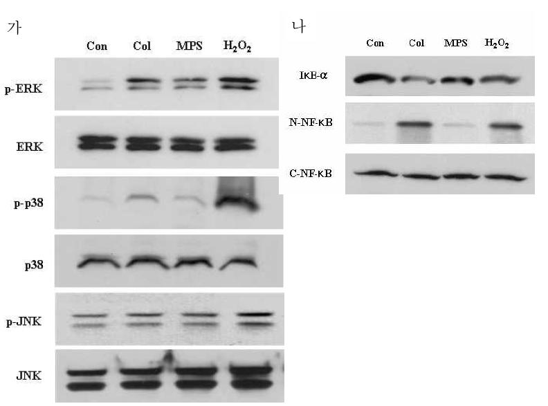 MAPK, NF-kB Western blotting 평가