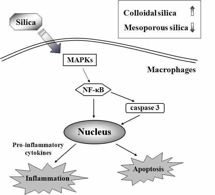실리카 나노입자의 세포사를 유발 기전