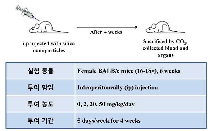 in-vivo 실험 조건