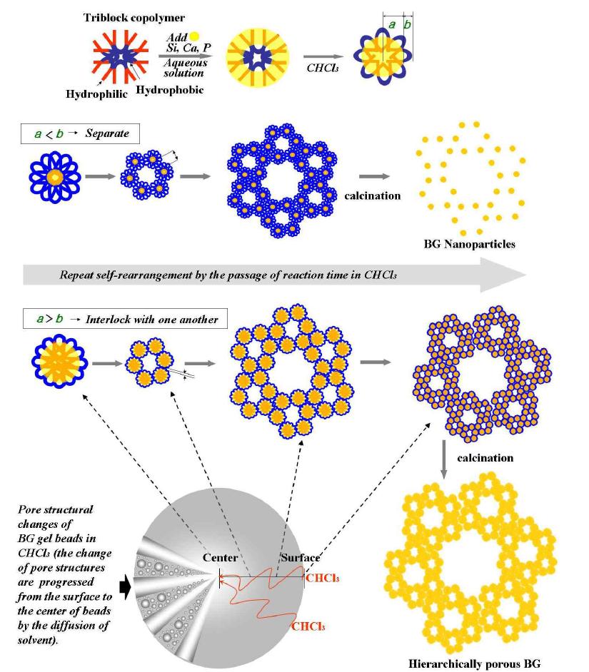 생체활성유리 볼의 자기조립화 고분자의 재배열에 의한 계층적 기공구조 형성 메커니즘